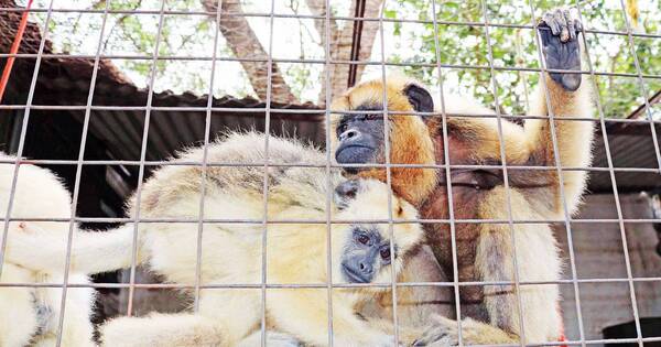 La Nación / Piden cerrar por 60 días el zoológico de Asunción