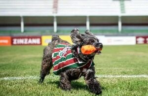 (VIDEO)Perrita del “Flu” se volvió viral tras festejar goles contra Olimpia