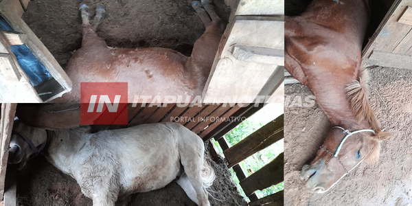 TRES CABALLOS MURIERON ELECTROCUTADOS TRAS LA CAÍDA DE UN RAYO EN SAN PEDRO DEL PNÁ. - Itapúa Noticias