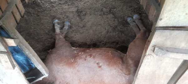 CABALLOS MUEREN ELECTROCUTADOS TRAS LA CAÍDA DE UN RAYO EN SAN PEDRO DEL PARANÁ