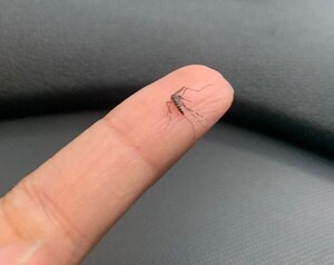 Aumento alarmante de casos de chikungunya y dengue en Itapúa