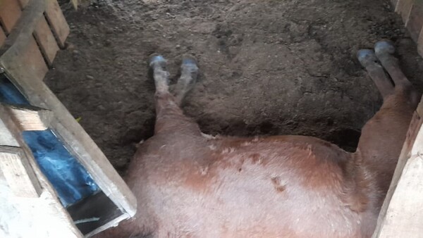Caída de rayo mató a tres caballos en San Pedro del Paraná