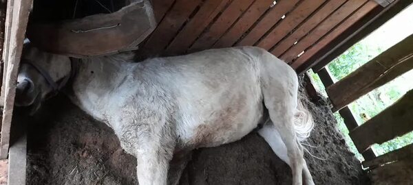 Tres caballos de la División Montada en Itapúa fallecieron por la caída de un rayo - Policiales - ABC Color