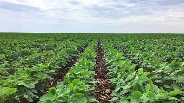 Fenómeno El Niño ganará espacio al inicio de campaña agrícola 2023/24