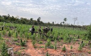 Operativo Cut: SENAD y FTC erradican 150 toneladas de droga en Concepción