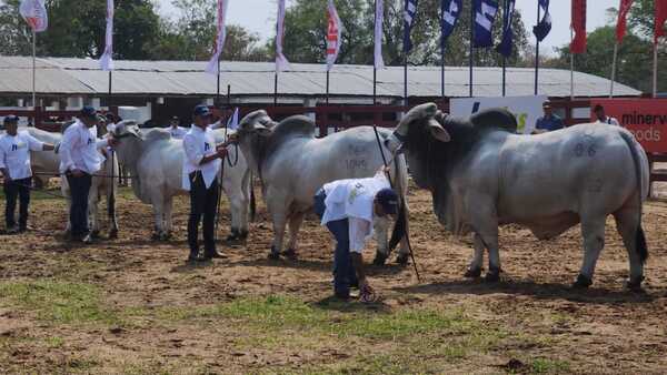 Expo Norte: Esperan millonarios negocios en ferias ganaderas