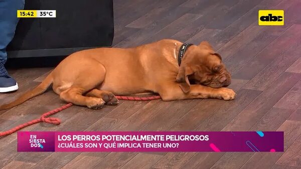Los perros potencialmente peligrosos: ¿Cuáles son y qué implica tener uno? - Ensiestados - ABC Color