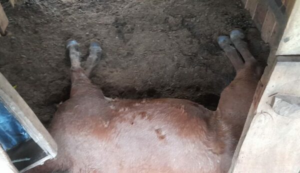 ¡Rayo mata a tres caballos en Itapúa!