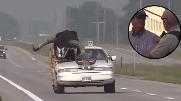 EE.UU.: ¡Increíble! Policía intervino a sujeto por conducir con su enorme toro como copiloto en Nebraska