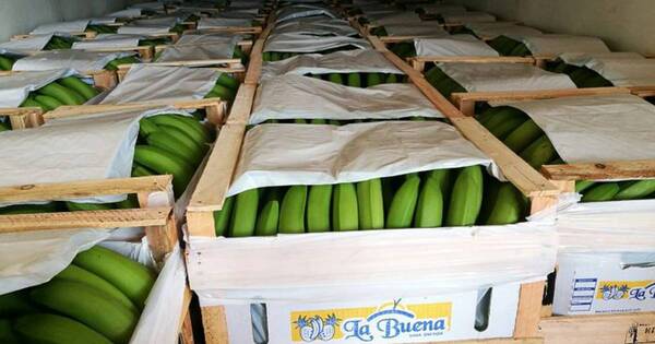 La Nación / Envíos de banana rondan 100 mil kilos