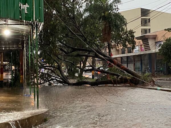 Fuerte lluvia en Encarnación: árboles caídos y vecinos sin electricidad