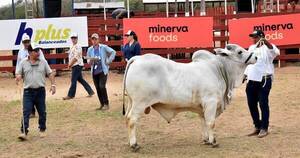 La Nación / Expo Norte lució alto nivel genético de animales durante juzgamientos