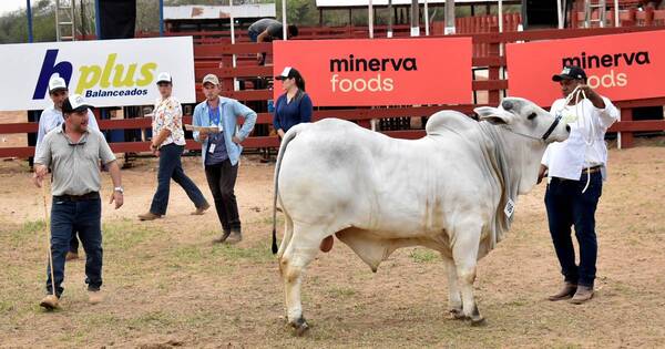 La Nación / Expo Norte lució alto nivel genético de animales durante juzgamientos
