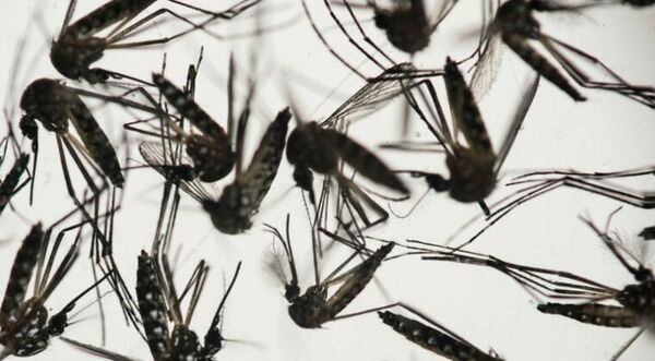 Casos de dengue siguen en progresivo aumento en 3 departamentos, reportan