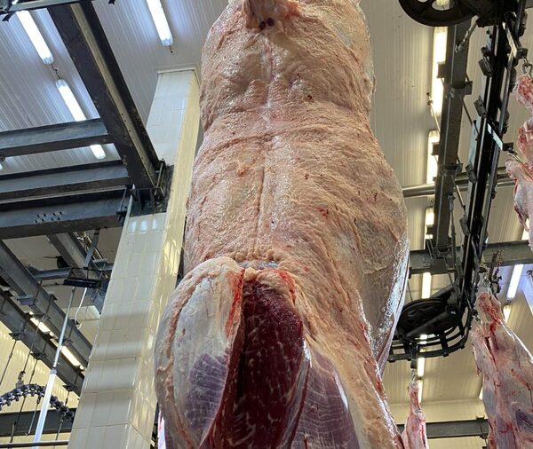 Concurso Nelore sobresalió en volumen y calidad: 2.106 animales más jóvenes y con terminación superior