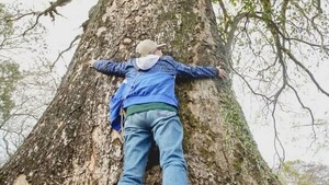 Los árboles colosos de Paraguay: el legado natural que necesita ser preservado