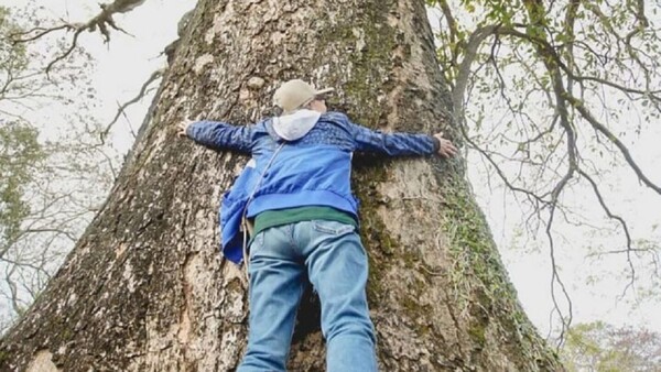Los árboles colosos de Paraguay: el legado natural que necesita ser preservado