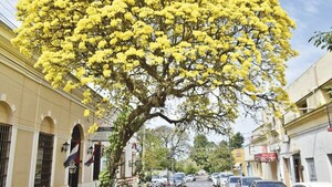 Un esplendoroso tajy hechiza a propios y extraños en Villarrica