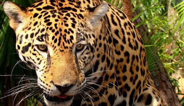 Día Nacional del Jaguareté será el 29 de noviembre, según ley N° 7145 - Unicanal