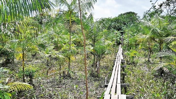 El boom del açaí puede convertirse en una amenaza para la Amazonia