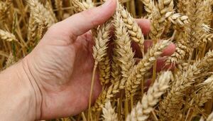 A ganarse el pan: Producción de trigo afectada por enfermedades (podría importarse harina)