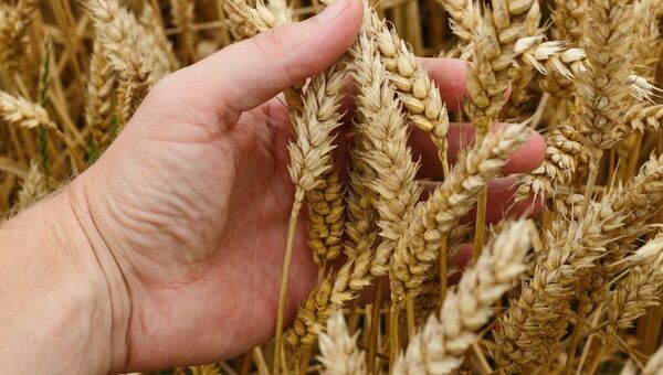 A ganarse el pan: Producción de trigo afectada por enfermedades (podría importarse harina)