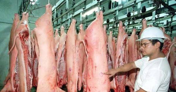 La Nación / Envíos de carne porcina crecen sostenidamente