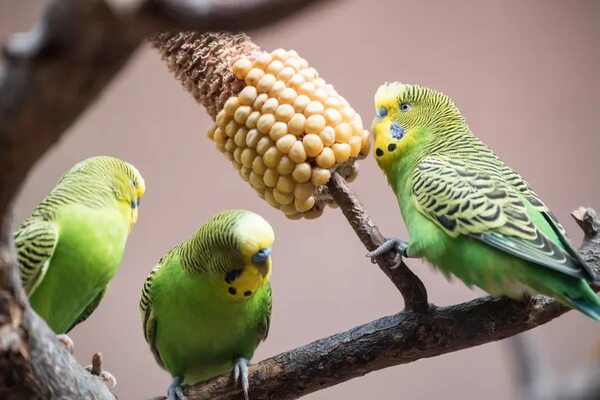 ¿Qué cuidados necesitan los periquitos? - Mascotas - ABC Color