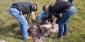 Abigeos fueron sorprendidos cuando faenaban una vaca: abandonaron la carne y huyeron del lugar - Nacionales - ABC Color