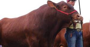 La Nación / Certificación pecuaria: destacan beneficios