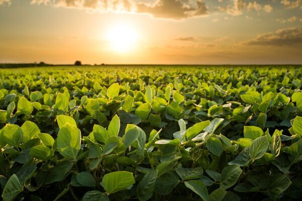 Campaña de soja 2023/2024: Lluvias refuerzan optimismo de productores y prevén superar las 10 millones de toneladas - MarketData