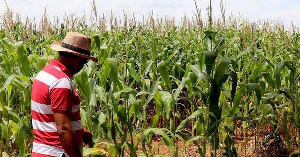 La Nación / Leve merma de siembra de maíz zafriña de 2023