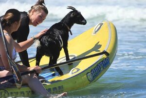 Mascotas: “Chupacabrah” y sus amigas enseñan a surfear en California - Mascotas - ABC Color