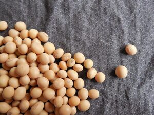 Sudam茅rica producir谩 m谩s de la mitad de la soja del mundo - Revista PLUS