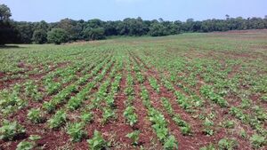 Intensidad de las lluvias afectaron a productos frutihortícolas