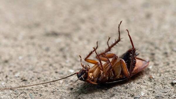 ¡Qué asco! Leche de cucaracha ndaje es el nuevo superalimento