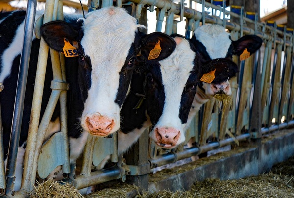 La leche entera en polvo repunta en la primera subasta de septiembre de Fonterra