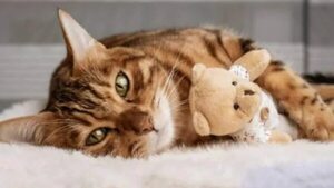Las garrapatas son menos comunes en gatos - Mascotas - ABC Color
