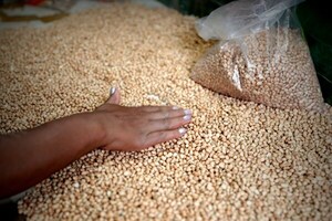 Brasil recogerá cosecha una récord de 313,3 millones de toneladas de granos en 2023 - MarketData