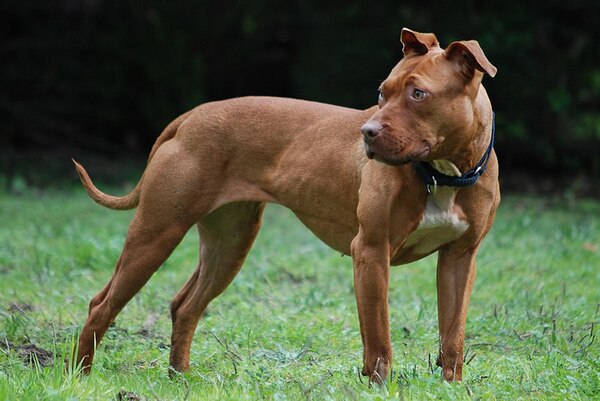 Tratarán proyecto que regula tenencia de perros peligrosos