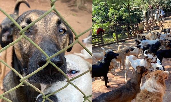 Jaguarenda el “santuario para perros” | Telefuturo