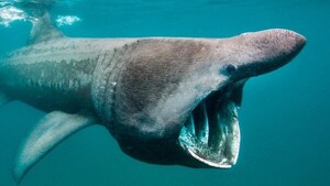 El animal más viejo del mundo reapareció en Bélice: es un tiburón nacido en 1505