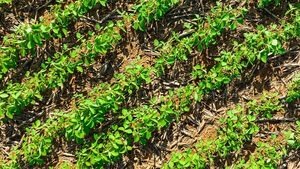 Superficie de siembra de soja zafriña crece un 5% en este 2023 - La Clave