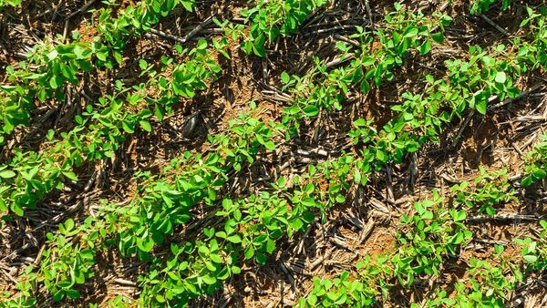 Superficie de siembra de soja zafriña crece un 5% en este 2023 - La Clave