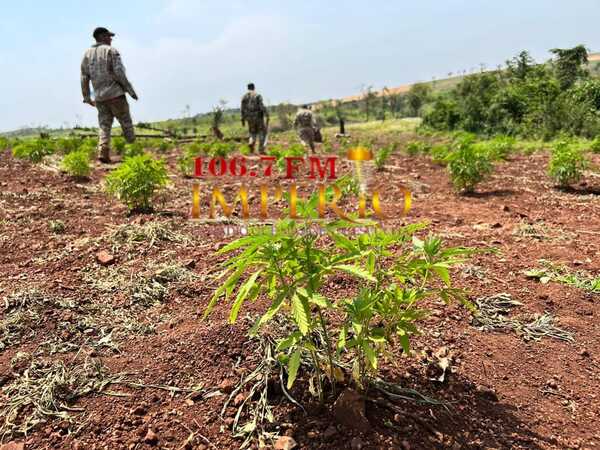 Senad destruye tres hectáreas de plantaciones de marihuana en Bella Vista - Radio Imperio 106.7 FM