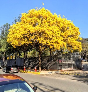Gallardo tajy amarillo despliega su encanto arrollador como símbolo de opulencia floral y esperanza para la gente – La Mira Digital