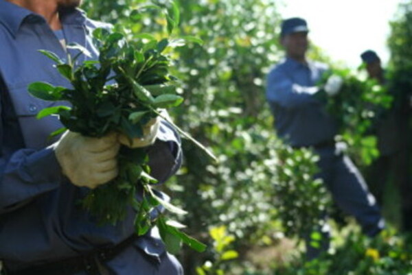CONGRESO SANCIONA LEY PARA PROTEGER A PRODUCTORES DE YERBA MATE