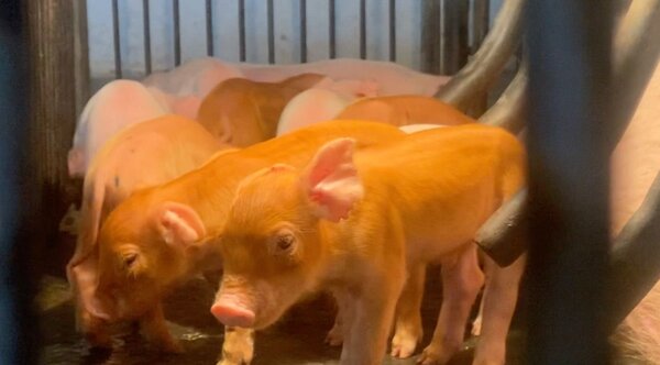 Diario HOY | Taiwán brinda apoyo a Paraguay para prevenir la peste porcina africana