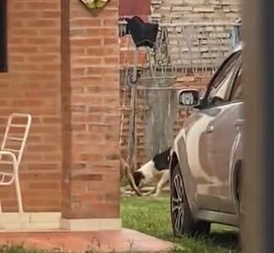 (VIDEO) ¡Modelo denunció que pitbulls mataron al gato de su vecino!