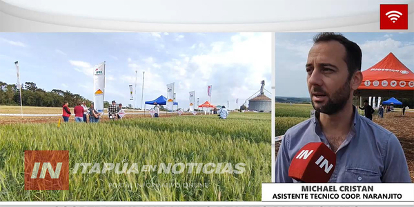 COOPERATIVA NARANJITO REALIZÓ UN NUEVO DÍA DE CAMPO CON PARCELAS DE TRIGO - Itapúa Noticias